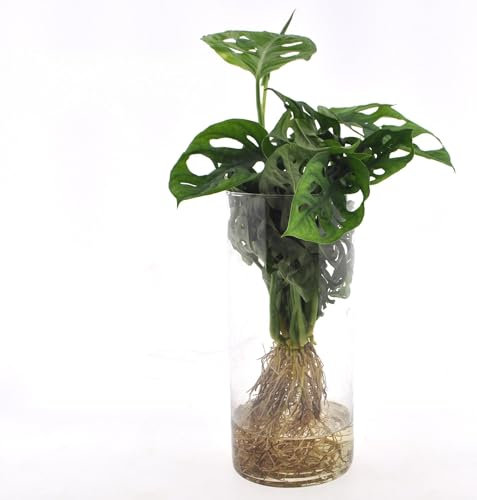 Monstera im Cylinder glas - 25cm - Ø12cm - Zimmerpflanze - Immergrün