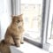 Flat Cats window screens - Standard - Three Pack - Selection of sizes (60cm x 100cm, Grey Mesh/White Fixings)