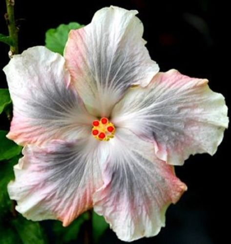 10 rari grani d'ibisco grigio rosa arbustes fiori esotici Hardy Garden Bloom