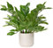Hollyone Plantas artificiales de 39 cm, plantas falsas para interiores en macetas, zamioculcas de imitación Zamiifolia, planta decorativa en maceta para decoración del hogar, sala de estar, mesa,