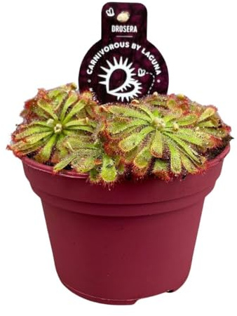 My Green Help - 1x Drosera Aliciae (Vaso Ø12cm, H +-12cm) Drosera di Alice - Pianta carnivora da interno - Foglie a forma di spatola ricoperte da piccoli tentacoli rosso vivo
