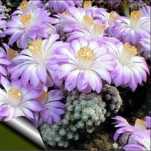 Shopmeeko 20 teile/los Kaktus Rebutia Variety Mix Exotische Blüte Farbe Kakteen Seltene Kaktus Aloe Bonsai Büro Pflanze Sukkulente Pflanzung