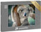 puzzleYOU: Puzzle 100 Teile „Niedlicher Koala“