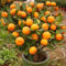 Neu Frische 100 stücke orange baum samen orange