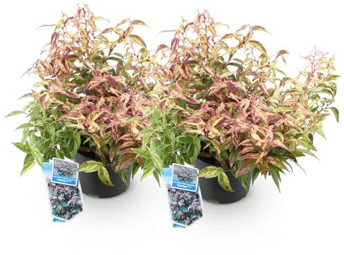 GreenboutiQ - Gartenpflanze - Leucothoe Makijaz - Braun - 2 Pflanzen - Immergrün - Wenig Pflege - Topf 17cm Höhe 45cm