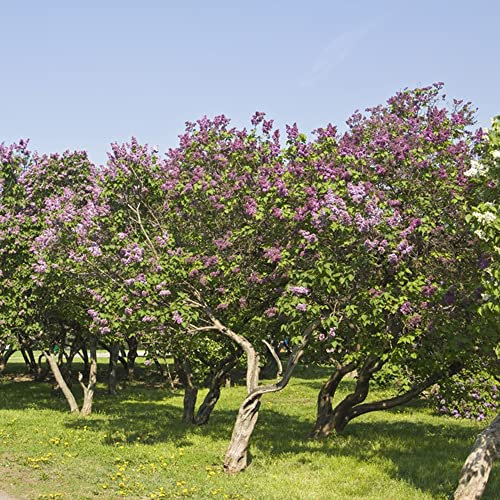 flieder pflanzen winterhart samen,Syzygium aromaticum,Syringa Vulgaris,nelken bonsai praktische geschenke blumen dekopflanzen garten blumenwiese samen mehrjährig winterhart 100 Stück