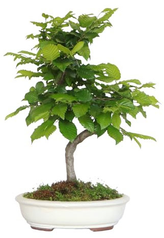 KENTIS - Hainbuche Bonsai - Carpinus Betulus - Echte Zierpflanzen Für Draußen - Garten Balkon Terrasse - H 50/60 cm Ø 30 cm
