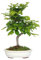 KENTIS - Hainbuche Bonsai - Carpinus Betulus - Echte Zierpflanzen Für Draußen - Garten Balkon Terrasse - H 50/60 cm Ø 30 cm