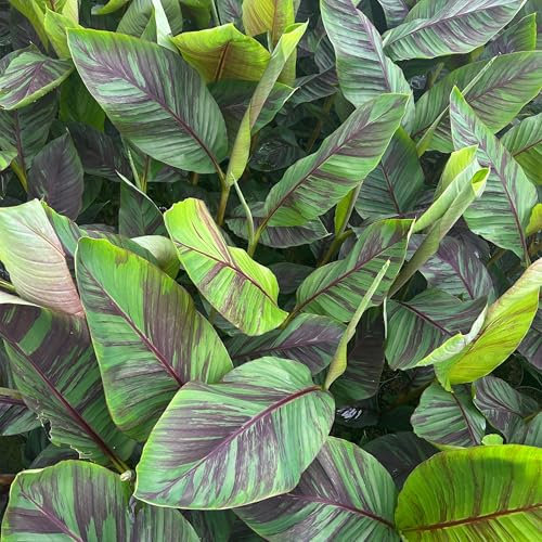 GreenboutiQ - Obstpflanze - Japanische Bananenpflanze Winterhart - Musa Ever Red - Winterhart - Topf 21cm Höhe 70-90cm