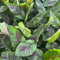 GreenboutiQ - Obstpflanze - Japanische Bananenpflanze Winterhart - Musa Ever Red - Winterhart - Topf 21cm Höhe 90cm