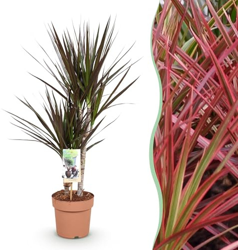 Dracaena Magenta – Árbol sangre de dragón – 17 cm – Altura 70 – 80 cm – Planta de interior rojo y verde fácil de limpiar con tallos decorativos para salas de estar y de trabajo