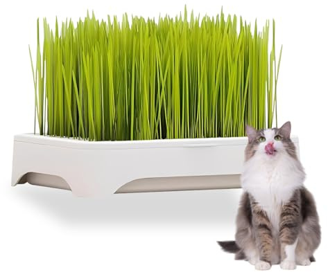 DIFLAX Katzengras Anzuchtschale, 1 Set Katzengras Station, Katzengras Samen, Anzuchtschalen Set, Keimschale, 3-teilig Abnehmbar, Für Katzengras-Anbau