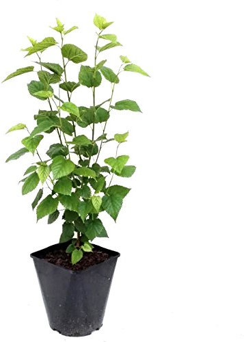 Weiße Maulbeere Maulbeerbaum Morus alba Strauchform ca. 60-100 cm im 3-5 Liter Topf wurzelecht