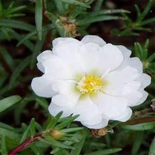 Frisch 5000 Samen - Moss Rose Weiße Bodendecker Seed