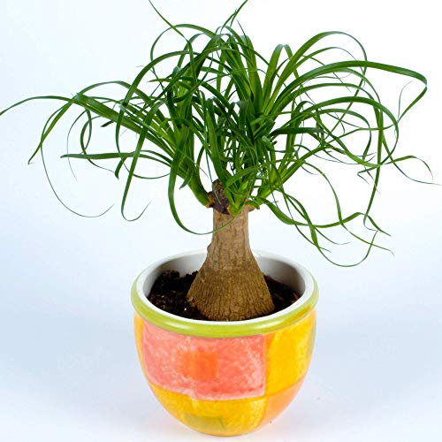 Elefantenfuß Beaucarnea Recurvata Zimmerpflanze 40-50 cm fürs Zuhause oder das Büro