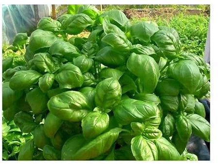 Semillas de albahaca dulce - Ocimum basilicum