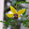vegherb Clematis-Rebe-Blumensamen (Clematis Tangutica Aztek) 30 + Seeds