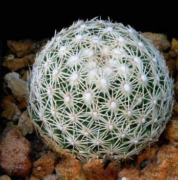 Radny 25 piezas de semillas de plantas de cactus de bola