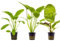 Echinodorus mix set di 3 piante verdi a foglia larga altezza media per acquario di acqua dolce resistenti e di facile coltivazione adatte per neofiti