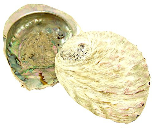 Räucherzubehör - Räuchersand BZW Feuersand in gefeuerter Spitzenqualität // Räucherschale -Abalone mit Einer idealen Größe von 13-16cm - osters muschel-sammler-shop (Räucher-Abalone)
