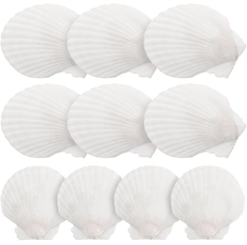 Beavorty 10 Stücke Jakobsmuscheln Weiße Natürliche Muschel für DIY Handwerk Malerei Meerjungfrau Strand Hochzeit Dekoration 5-7 cm