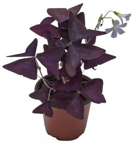 Oxalis Triangularis Planta Natural Conocida como Trébol Morado