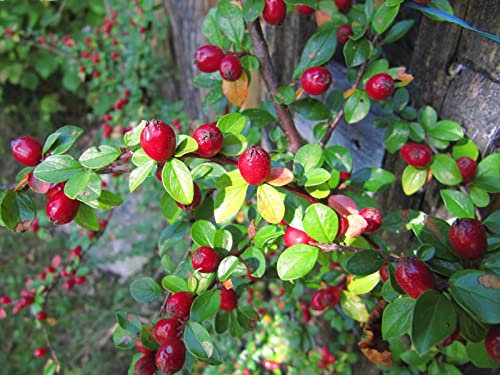 THISIT Ölgemälde Geschenk für Erwachsene Kinder Kits,Beeren,Sträucher,Natur-40 * 50cm No Frame