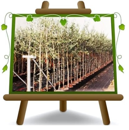 Pendolino-Olive in 20-Liter-Topf, Baum mit einer maximalen Höhe von 120-130 cm - 2 Jahre
