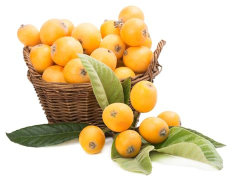 Wollmispel samen säulenobstbäume winterhart, kleines geschenk für frauen, seltene pflanzen pflanzensamen baumsamen bäume gartenpflanzen winterhart, obstpflanzen dekopflanzen 10pcs