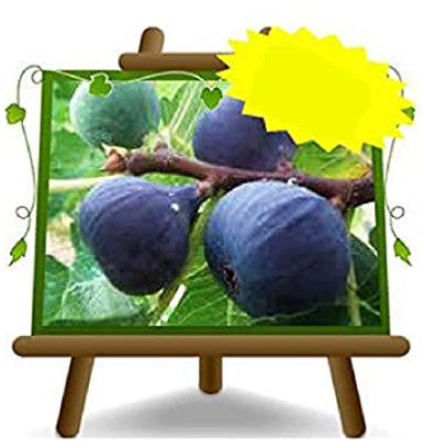 EURO PLANTS VIVAI Fico Turca - Pianta da frutto Antico su Vaso: ø 24/26 cm. - *Altezza: 180~200 cm. - Età 4 anni