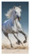 Reitendes Pferd - tolle Geschenkidee für Kinder - Handtuch / Saunatuch / Strandtuch / Badetuch - 70 x 140 cm - 100 Baumwolle Pferd 01