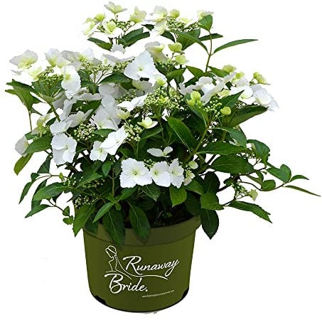 Runaway Bride® Girlanden-Hortensie, Gartenhortensie, Hortensie, Blume, winterhart, im 6 Liter Topf, weisse Blüten