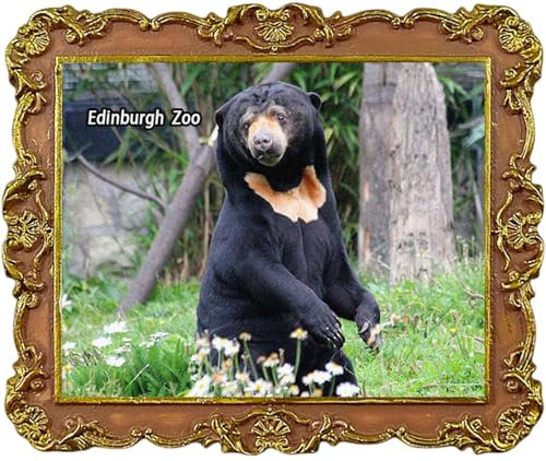 Edinburgh Zoo UK Fridge Magnets Tourist Souvenir Refrigerator Decoration Magnet