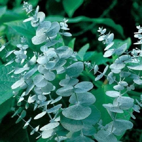 10 Semi di Eucalyptus Cinerea - Silver Dollar Albero di eucalipto