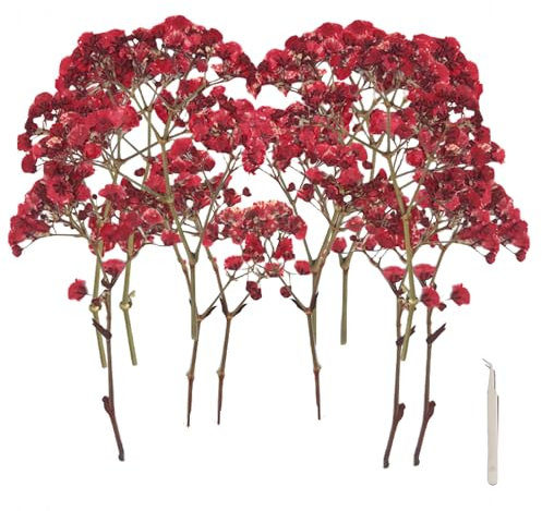 SUNOYA Fiori Secchi Decorativi, Fiori Secchi Naturali, Gypsophila Essiccata, 120 Pezzi Rami Di Gipsofila, Fiori Secchi Pressati Naturali, Fiori Secchi per Vasi Da Tavola, Decorazione Floreale Fai Da