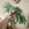 100 pcs Bambus kaufen samen, Bamboo baumsamen deko wohnzimmer Bambus Pflanze Echt grünpflanzen zimmerpflanzen samen garten geschenk, bio saatgut bäume kaufen, exotische pflanzen samen