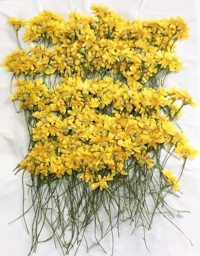 EboLD 250 Stück gepresste getrocknete Chrysanthemen, Blumenstiel, Pflanzen, Herbarium für Schmuck, Bilderrahmen, Lesezeichen, Handyhülle, DIY-Standard