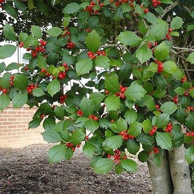 50 semillas de árbol de acebo americano:Seeds Only