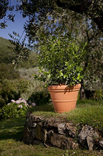 IDeL Maceta Vaso Liscio Doppio Bordo 70x57h Imprun.