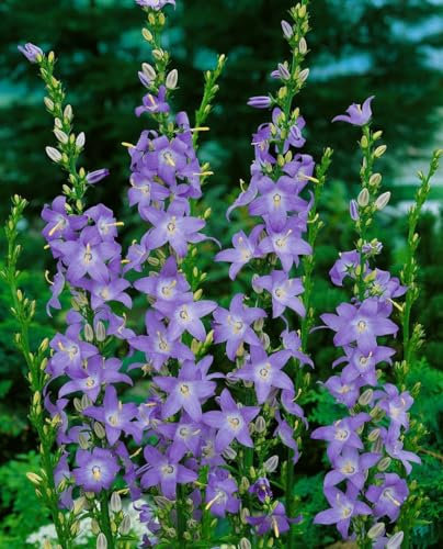 Campanula pyramidalis ca. 9x9 cm Topf - Dolden-Glockenblume, blaue Blüten, Blütezeit Juli-August, ideal für Kübel, pflegeleicht und bienenfreundlich