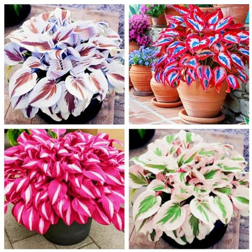 Hosta Bulbs Mix-Strong Plants That Grow Well/Mix Golden Jade Carving Feels Perfect