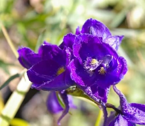 Rittersporn Atlantis - Delphinium belladonna Atlantis Verpackungseinheit 3
