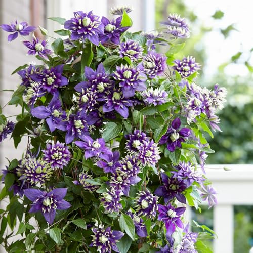 Clematiszwiebeln, Duftende Blumen, Bonsai-Pflanzung im Innen- und Außenbereich, Hausgartenpflanzen,The President,Tangutica,Clematis Topf, Texensis,Clematis Winterhart MehrjäHrig，-15 zwiebeln-J