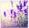 Paul Sinus Art Leinwandbilder | Bilder Leinwand 60x60cm Lavendel im Sonnenschein