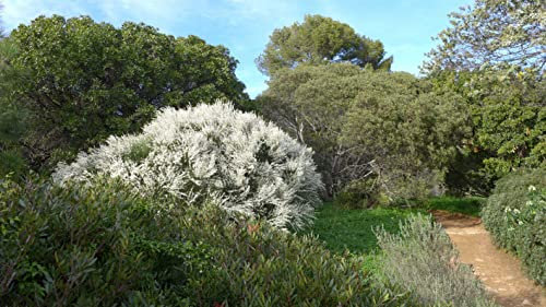 20 Graines de Genêt blanc, Retama Monosperma, White broom seeds