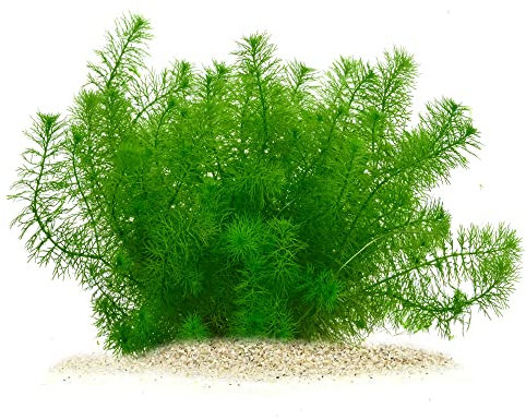 Myriophyllum sp. Guyana - Guyana-Tausendblatt in vitro XL - 8,5cm Bechergröße - Hintergrund Wasserpflanzen für Aquarien