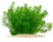 Myriophyllum sp. Guyana - Guyana-Tausendblatt in vitro XL - 8,5cm Bechergröße - Hintergrund Wasserpflanzen für Aquarien