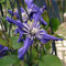 GFDDSGF Natürlich,Blumen,Clematis,Gartenzierblumen kultiviert Werden,Winterhartes,Lebende Pflanzen,können für Gartenarbeit,Clematis zwiebeln,Pflanzenzwiebeln-4 Zwiebeln-C
