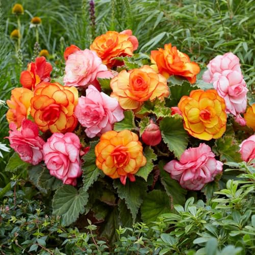 Mix Perennial Begonia Flower Seeds 100pcs– Limitless Sunrise & Gorgeous Rex Varieties | Shade-Loving, Colorful Foliage & Blooms Grow Indoor & Outdoor Garden Plants