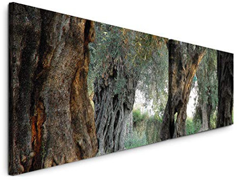 Paul Sinus Art alte Olivenbäume 180x50cm - 2 Wandbilder je 50x90cm - Kunstdrucke - Wandbild - Leinwandbilder fertig auf Rahmen